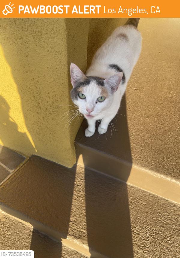 Found/Stray Unknown Cat last seen jefferson and exposition, Los Angeles, CA 90016