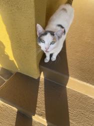 Found/Stray Unknown Cat last seen jefferson and exposition, Los Angeles, CA 90016