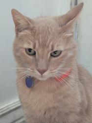 Lost Male Cat last seen Lincoln St & York Street Bellingham, wa, Bellingham, WA 98229