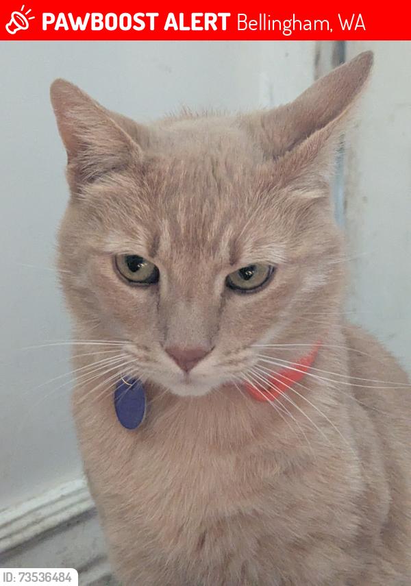 Lost Male Cat last seen Lincoln St & York Street Bellingham, wa, Bellingham, WA 98229