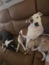 Reunited Female Dog last seen Kingsgate, Farragut, TN 37934
