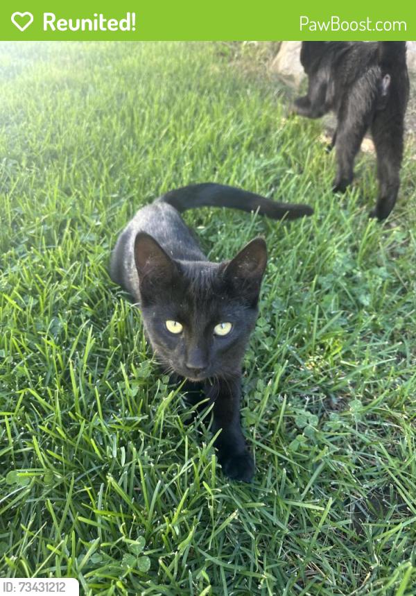 Reunited Female Cat last seen Near E View Drive, South Weber, UT 84405