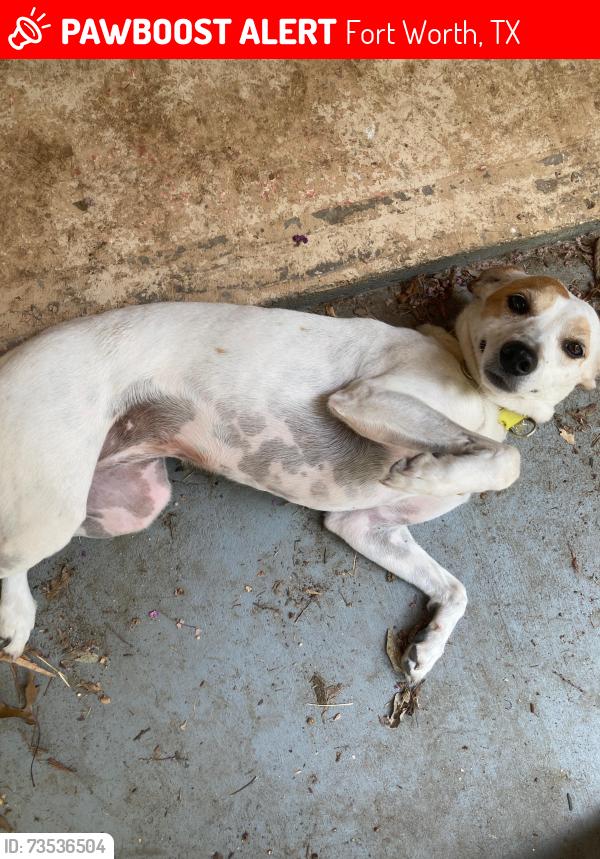 Lost Female Dog last seen Longstraw and Beach, Fort Worth, TX 76137