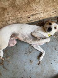 Lost Female Dog last seen Longstraw and Beach, Fort Worth, TX 76137