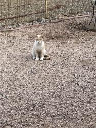Found/Stray Male Cat last seen 58th and main, Mesa, AZ 85208