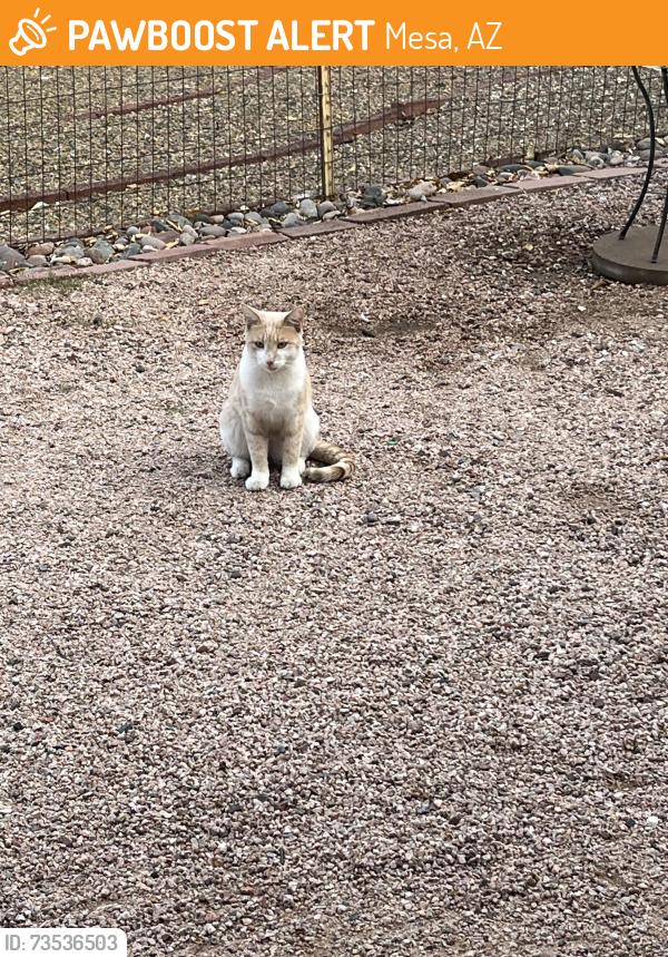 Found/Stray Male Cat last seen 58th and main, Mesa, AZ 85208