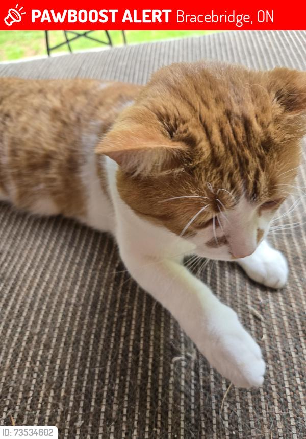 Lost Male Cat last seen Manitoba and mcnabb, Bracebridge, ON 