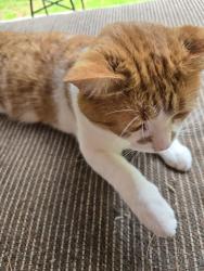 Lost Male Cat last seen Manitoba and mcnabb, Bracebridge, ON 