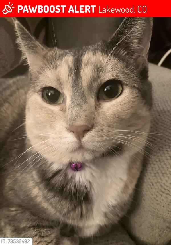 Lost Female Cat last seen Bear Creek High School, Lakewood, CO 80227