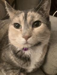 Lost Female Cat last seen Bear Creek High School, Lakewood, CO 80227