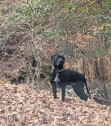 Lost Male Dog last seen Guy Washington Rd/Mill Run Road, Charles County, MD 20664