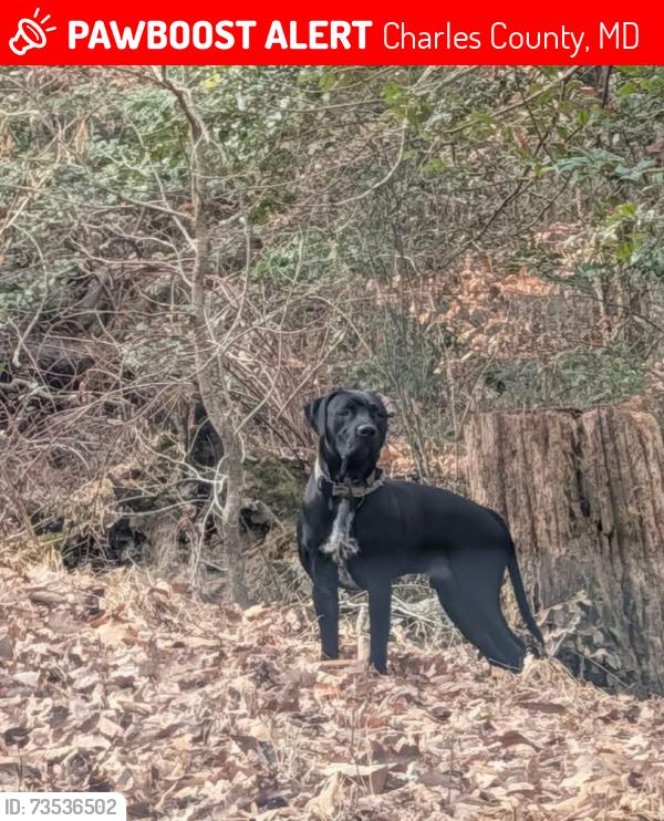 Lost Male Dog last seen Guy Washington Rd/Mill Run Road, Charles County, MD 20664