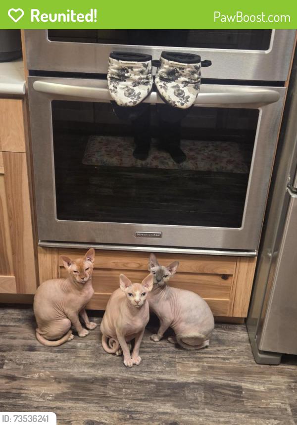 Reunited Male Cat last seen W 67th pl and Webster st Arvada, Arvada, CO 80003
