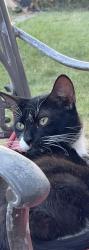 Reunited Male Cat last seen Greenfield, Mishigan Ave, Dearborn, MI 48126