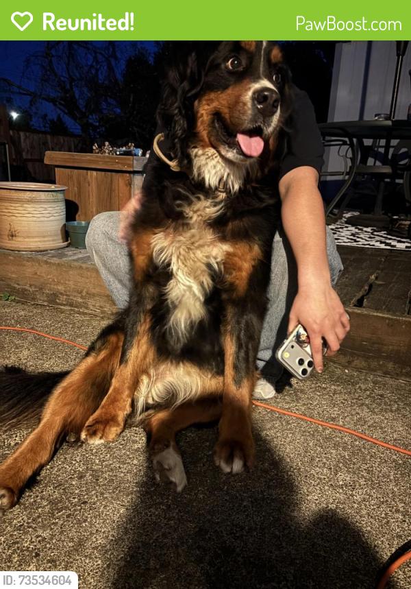 Reunited Female Dog last seen south 26th ave and s alpine st, Cornelius, OR 97113