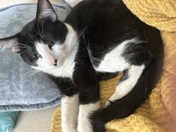 Lost Male Cat last seen Minnesota st, Las Vegas, NV 89107