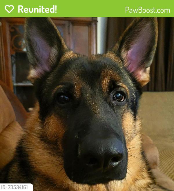 Reunited Male Dog last seen 31st and memorial, Tulsa, OK 74129