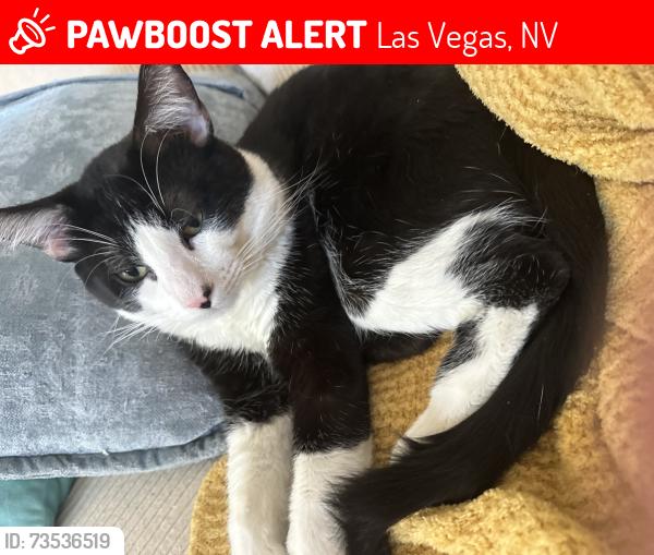 Lost Male Cat last seen Minnesota st, Las Vegas, NV 89107