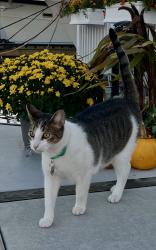 Reunited Male Cat last seen Philippe Chow, Washington, DC 20024