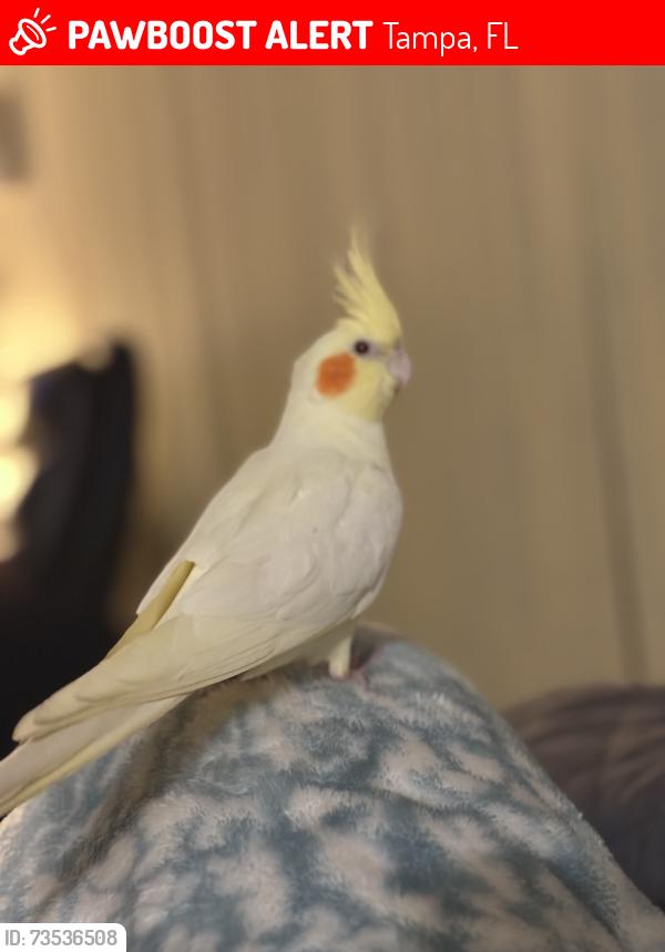 Lost Female Bird last seen Near arroyo lane 33624, Tampa, FL 33624