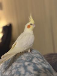 Lost Female Bird last seen Near arroyo lane 33624, Tampa, FL 33624