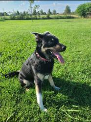 Reunited Female Dog last seen McClure Park, Tulsa, OK 74112
