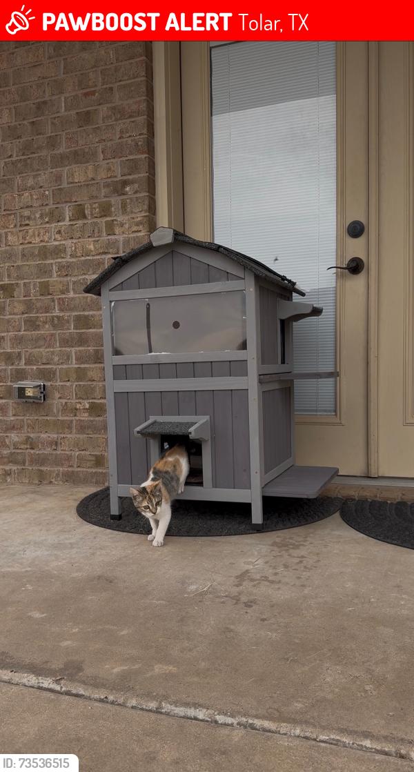 Lost Female Cat last seen Asbury rd, Tolar, TX 76476