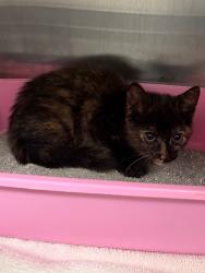Shelter Stray Female Cat last seen Forest park, 8485 E Reno Ave, Midwest City, OK 73110, USA