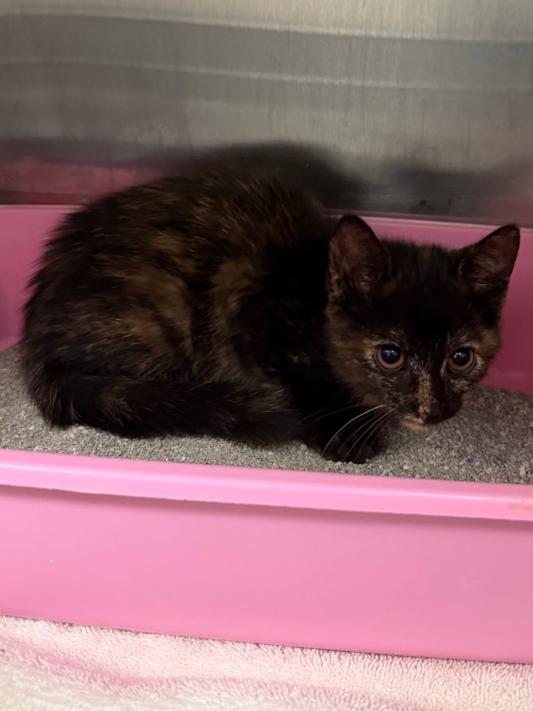 Shelter Stray Female Cat last seen Forest park, 8485 E Reno Ave, Midwest City, OK 73110, USA
