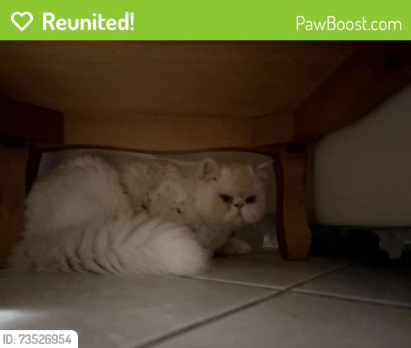 Reunited Male Cat last seen Flávio Mariano Ribas, Uberaba, PR 82590-300