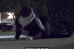 Found/Stray Unknown Cat last seen Scot’s Laurel neighborhood near intersection of Kildaire Farm Rd and Holly Springs Rd, Apex, NC 27539