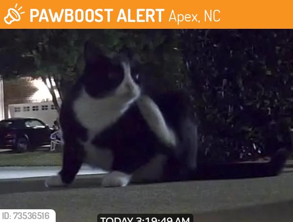 Found/Stray Unknown Cat last seen Scot’s Laurel neighborhood near intersection of Kildaire Farm Rd and Holly Springs Rd, Apex, NC 27539