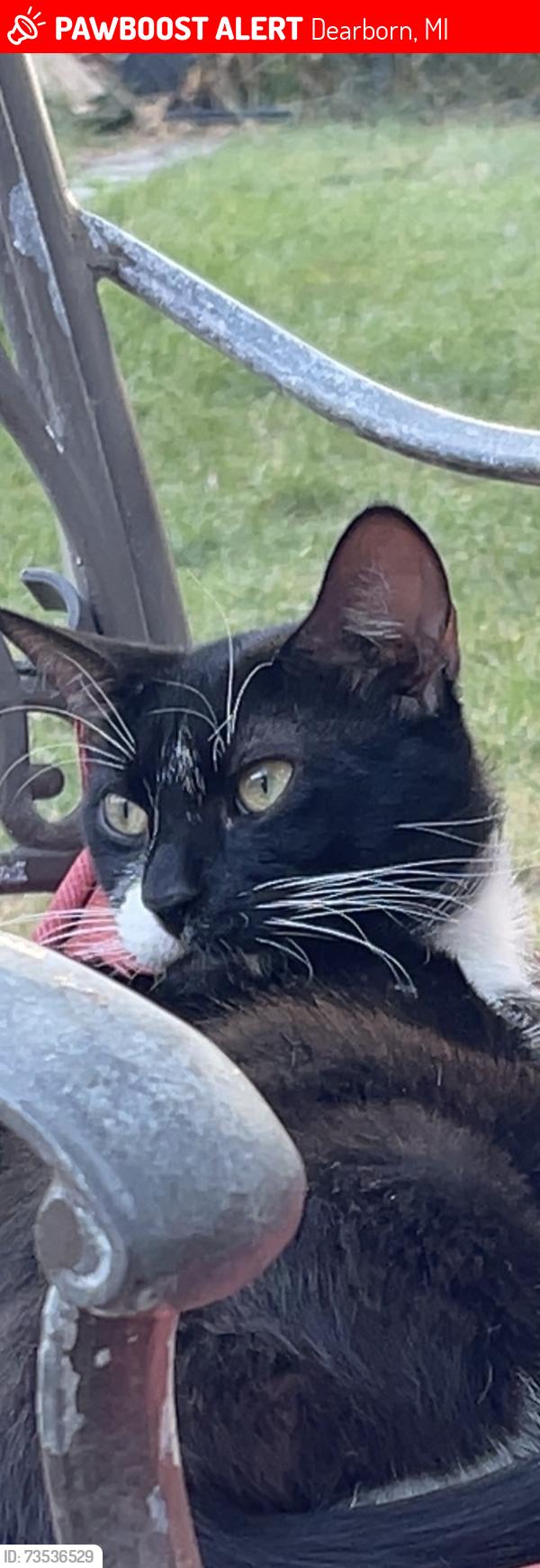 Lost Male Cat last seen Greenfield, Mishigan Ave, Dearborn, MI 48126