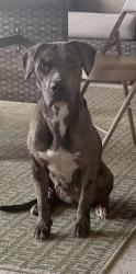 Found/Stray Female Dog last seen My hse- front and backyard, Cypress, TX 77433