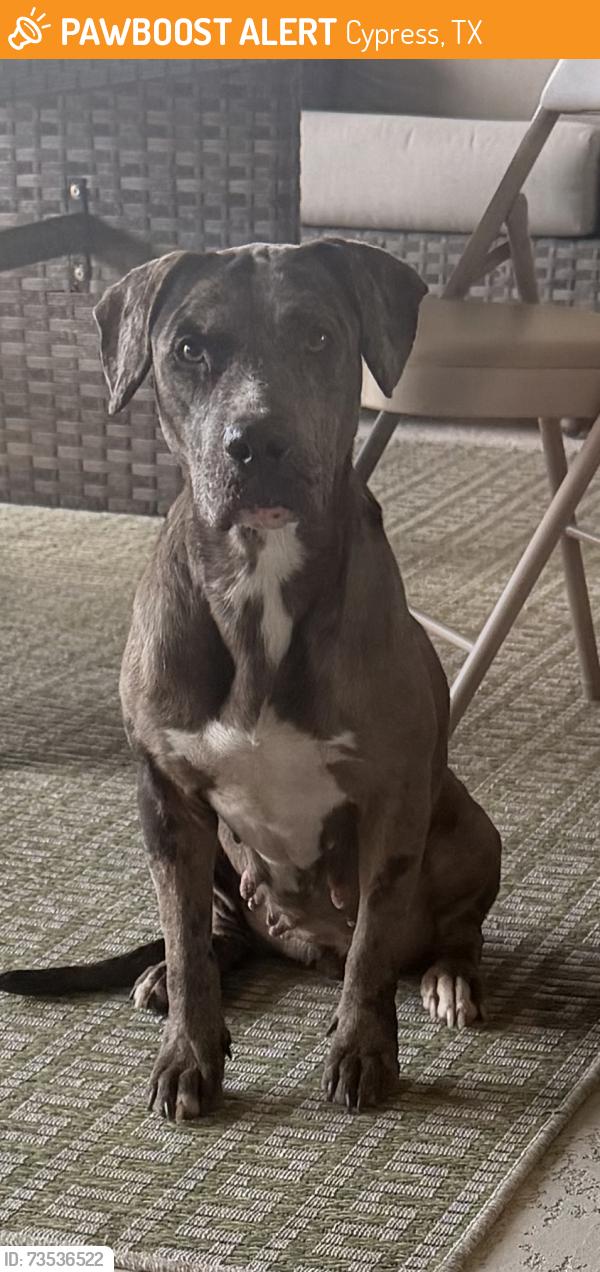 Found/Stray Female Dog last seen My hse- front and backyard, Cypress, TX 77433