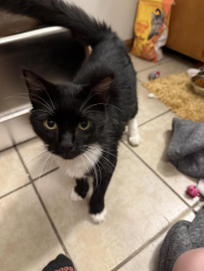 Reunited Male Cat last seen Dalton Cricket Ground, East Ridge, TN 37412