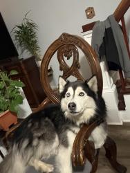 Reunited Male Dog last seen Hazle st, Wilkes-Barre, PA 18702
