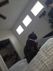 Lost Male Cat last seen Parasite Place apmts , Building 2, Spring, TX 77379