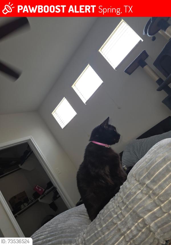 Lost Male Cat last seen Parasite Place apmts , Building 2, Spring, TX 77379