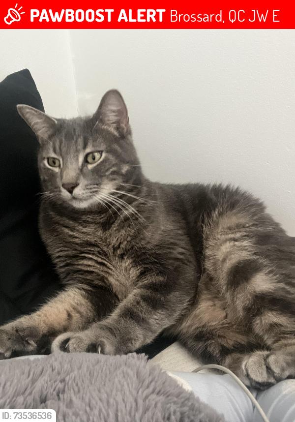Lost Male Cat last seen Couché Tard Boul Provencher, Brossard, QC J4W 2E4