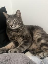 Lost Male Cat last seen Couché Tard Boul Provencher, Brossard, QC J4W 2E4