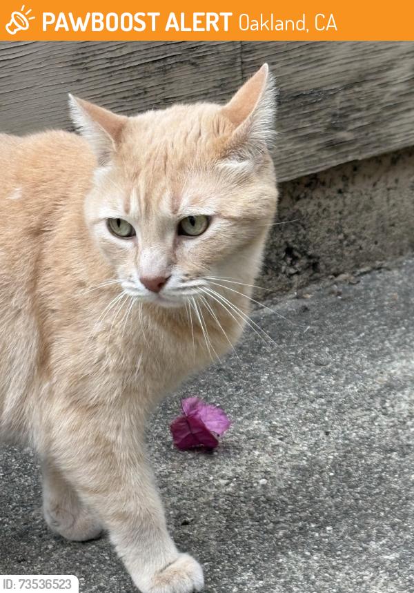 Found/Stray Unknown Cat last seen Fruitvale and MacArthur, Oakland, CA 94602
