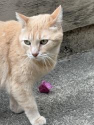 Found/Stray Unknown Cat last seen Fruitvale and MacArthur, Oakland, CA 94602