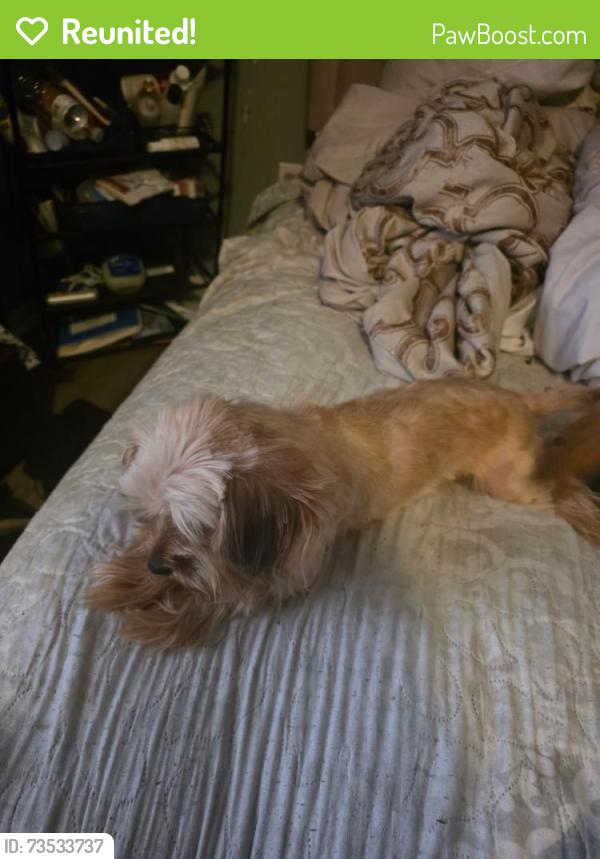 Reunited Female Dog last seen Jackson rd, Dundalk, MD 21222