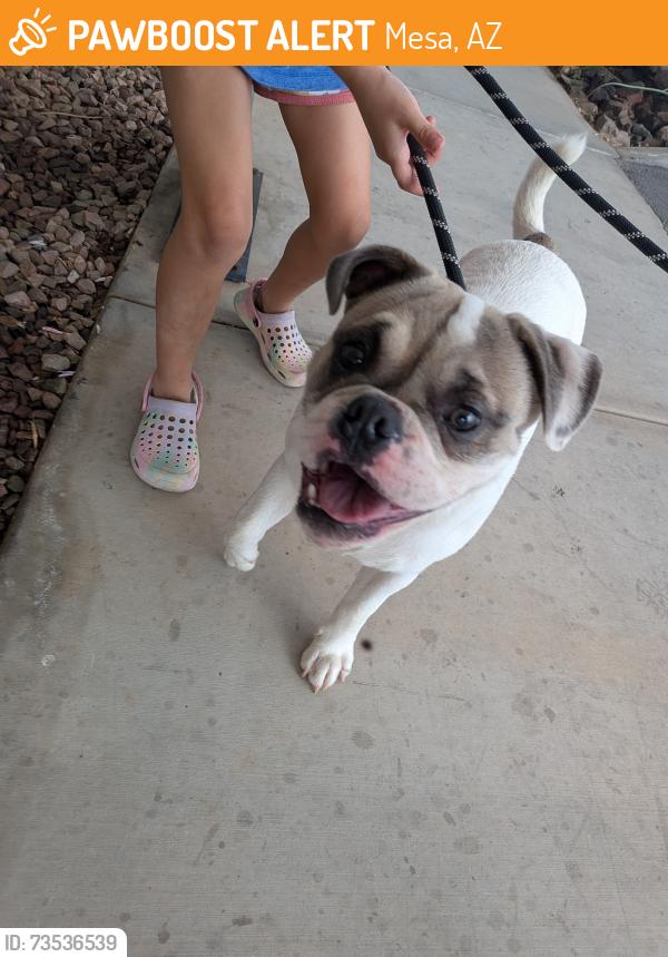 Found/Stray Male Dog last seen University and Hobson, Mesa, AZ 85203
