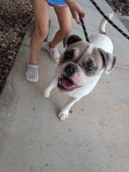 Found/Stray Male Dog last seen University and Hobson, Mesa, AZ 85203