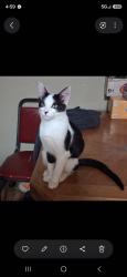 Lost Male Cat last seen Sullivan drive belvidere, Belvidere, IL 61008