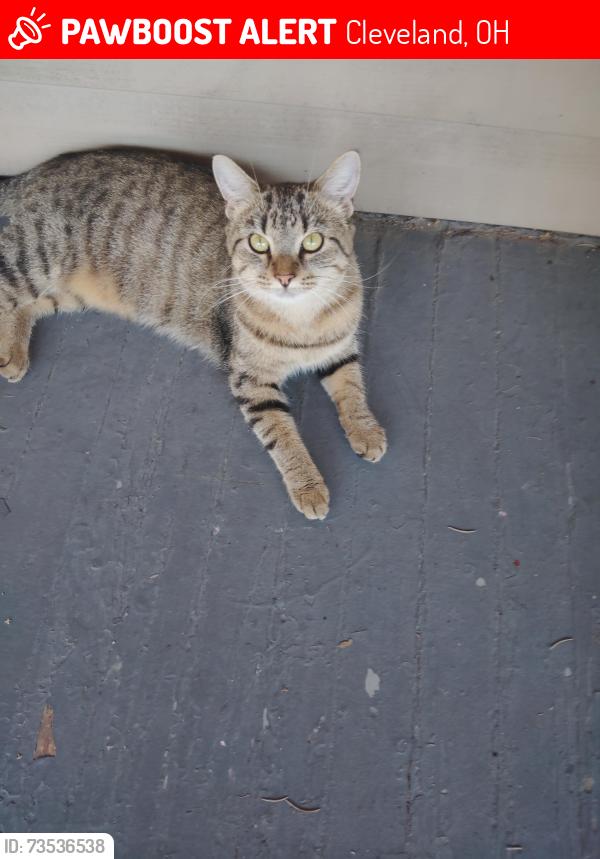 Lost Female Cat last seen Bosworth/west 117th/ Parkhurst dr., Cleveland, OH 44111