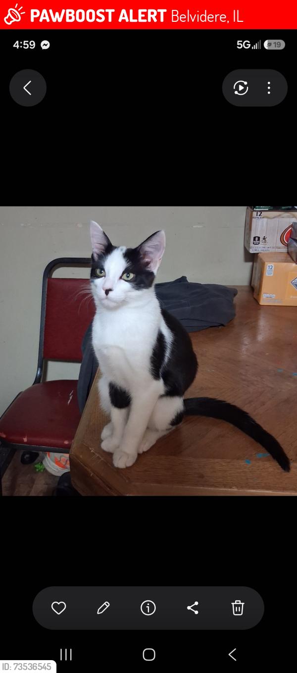 Lost Male Cat last seen Sullivan drive belvidere, Belvidere, IL 61008