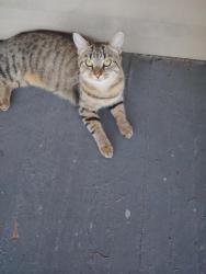 Lost Female Cat last seen Bosworth/west 117th/ Parkhurst dr., Cleveland, OH 44111